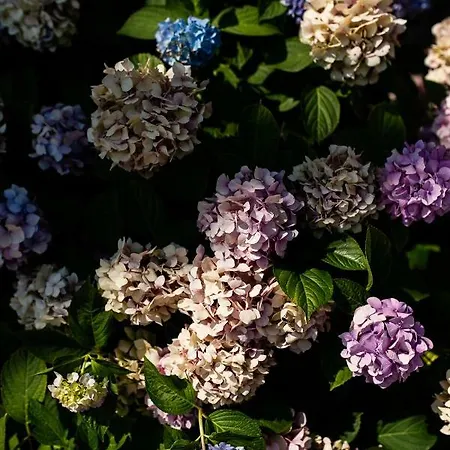 Rocca Fiorita Pensión