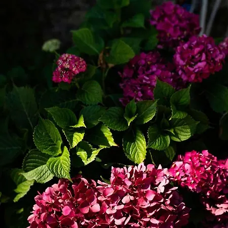 Pensión Rocca Fiorita 4*